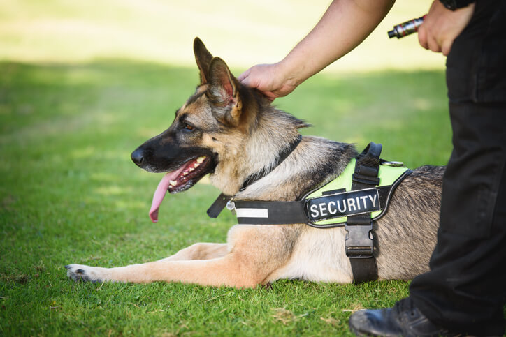 security dog handler course