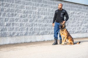 how to become a security dog handler in queensland