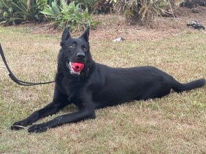 security dogs enhance public safety