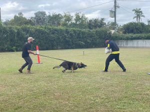 training for security dogs in qld