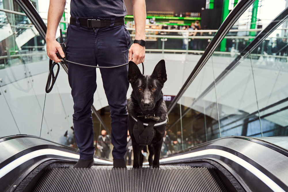 Detector Dog Handler Skill Set